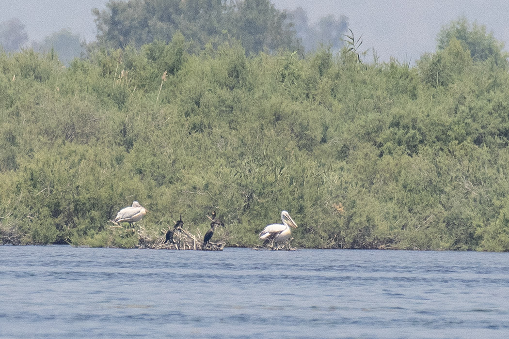 Dalmatian Pelican